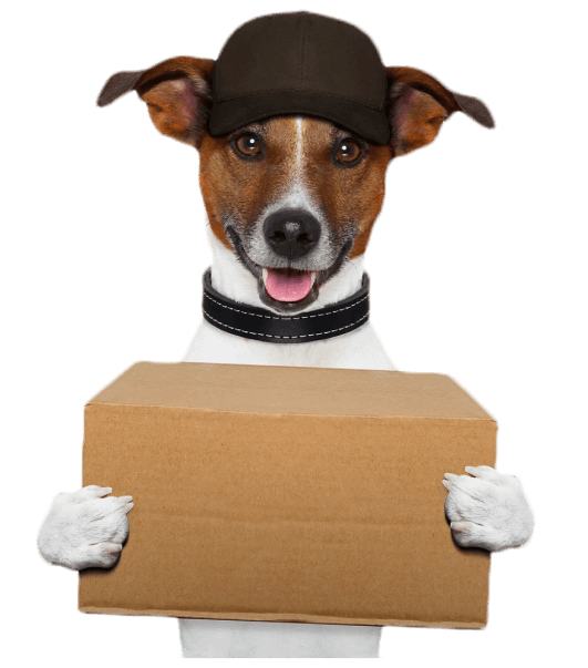 dog